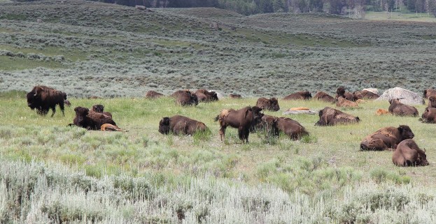 Bison herd in Yellowstone National Park. Photo by William Wyckoff. 