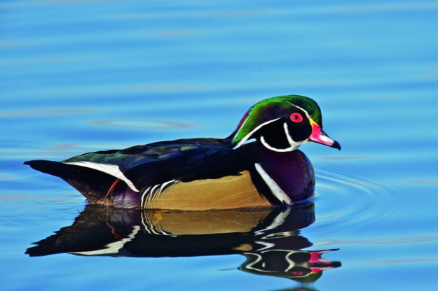 2_Wood Duck - Juanita Bay-2-7-13-02937_p#A9EA
